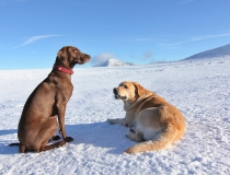 47.Německý ohař krátkosrstý a labradorský retriever