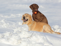48.Labradorský retriever a německý ohař krátkosrstý