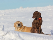 49.Labradorský retriever a německý ohař krátkosrstý