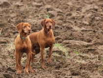 53.Maďarský ohař krátkosrstý (Vizsla)