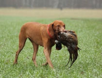 54.Maďarský ohař krátkosrstý (Vizsla)