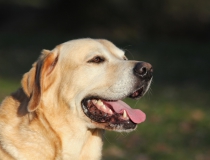 84.Labradorský retriever