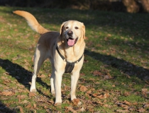 85.Labradorský retriever