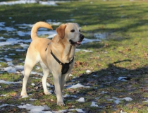 86.Labradorský retriever