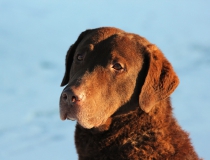 87.Chesapeake bay retriever