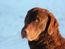 88.Chesapeake bay retriever