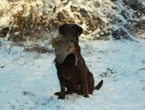89.Chesapeake bay retriever