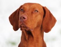 94.Maďarský ohař krátkosrstý (Vizsla)
