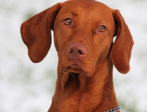 95.Maďarský ohař krátkosrstý (Vizsla)