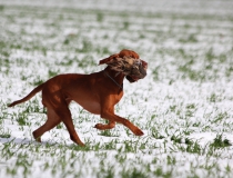 96.Maďarský ohař krátkosrstý (Vizsla)
