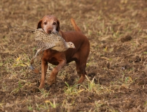 Maďarský ohař krátkosrstý (Vizsla)