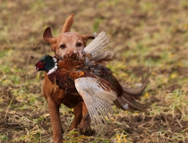 Maďarský ohař krátkosrstý (Vizsla)