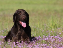 Flat coated retriever