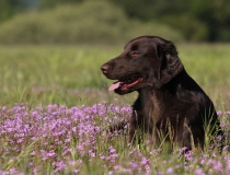 Flat coated retriever