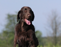 Flat coated retriever