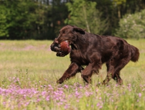 Flat coated retriever