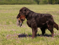 Flat coated retriever