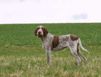 Italský spinone 