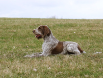 Italský spinone 
