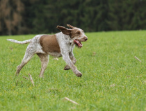 Italský spinone 
