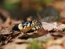1. Užovka obojková (Natrix natrix)