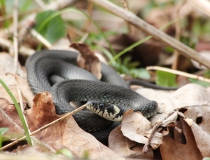 11.Užovka obojková (Natrix natrix)
