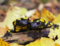 12.Milenecký pár I. (Salamandra salamandra)