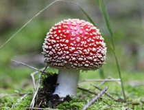 15.Muchomůrka červená (Amanita muscaria)