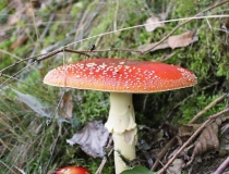 16.Muchomůrka červená (Amanita muscaria)