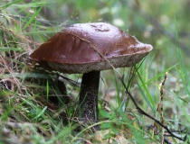 17.Kozák březový (Leccinum scabrum)