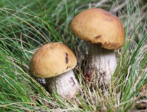 18.Kozák habrový (Boletus carpini)