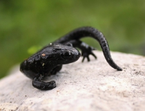 19.Mlok černý (Salamandra atra)