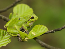 Rosnička zelená (Hyla arborea)