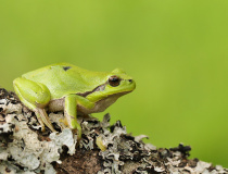 Rosnička zelená (Hyla arborea)