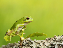 Rosnička zelená (Hyla arborea)