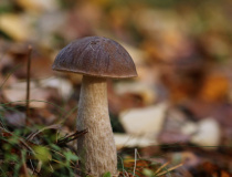 Kozák březový (Leccinum scabrum)