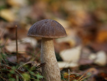 Kozák březový (Leccinum scabrum)