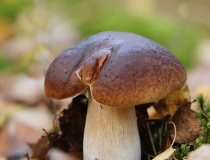Hřib borový (Boletus pinophilus)