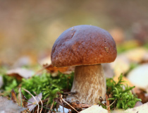 Hřib borový (Boletus pinophilus)