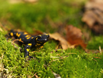 Mlok skvrnitý (Salamandra salamandra)