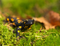 Mlok skvrnitý (Salamandra salamandra)