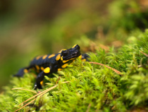 Mlok skvrnitý (Salamandra salamandra)