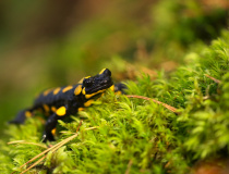 Mlok skvrnitý (Salamandra salamandra)