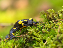 Mlok skvrnitý (Salamandra salamandra)