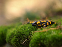 Mlok skvrnitý (Salamandra salamandra)