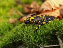 Mlok skvrnitý (Salamandra salamandra)