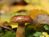 Hřib hnědý (Imleria badia)