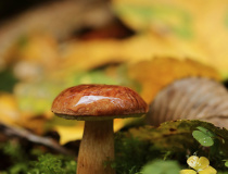 Hřib hnědý (Imleria badia)