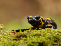 Mlok skvrnitý (Salamandra salamandra)