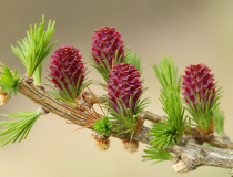 Samičí šištice modřínu opadavého (Larix decidua)